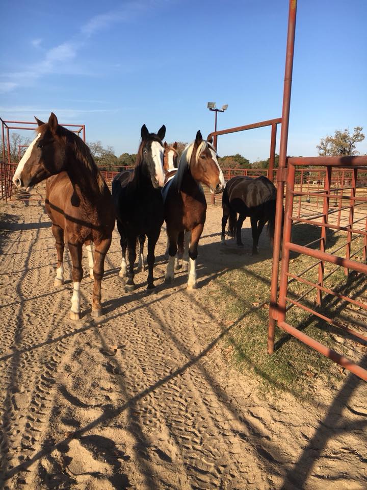 The Smith Pro Rodeos horses are loaded... - Smith Pro Rodeos | Facebook