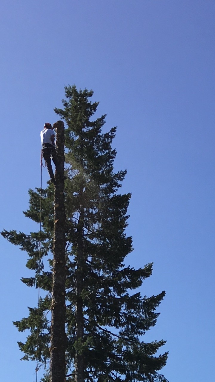 Tree Keeper's