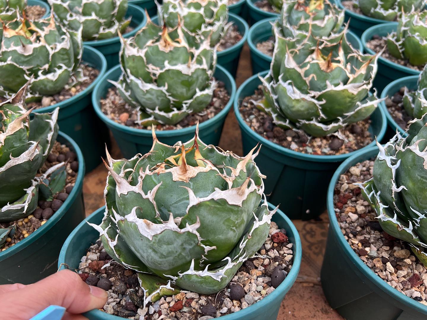 Agave 龍球荟