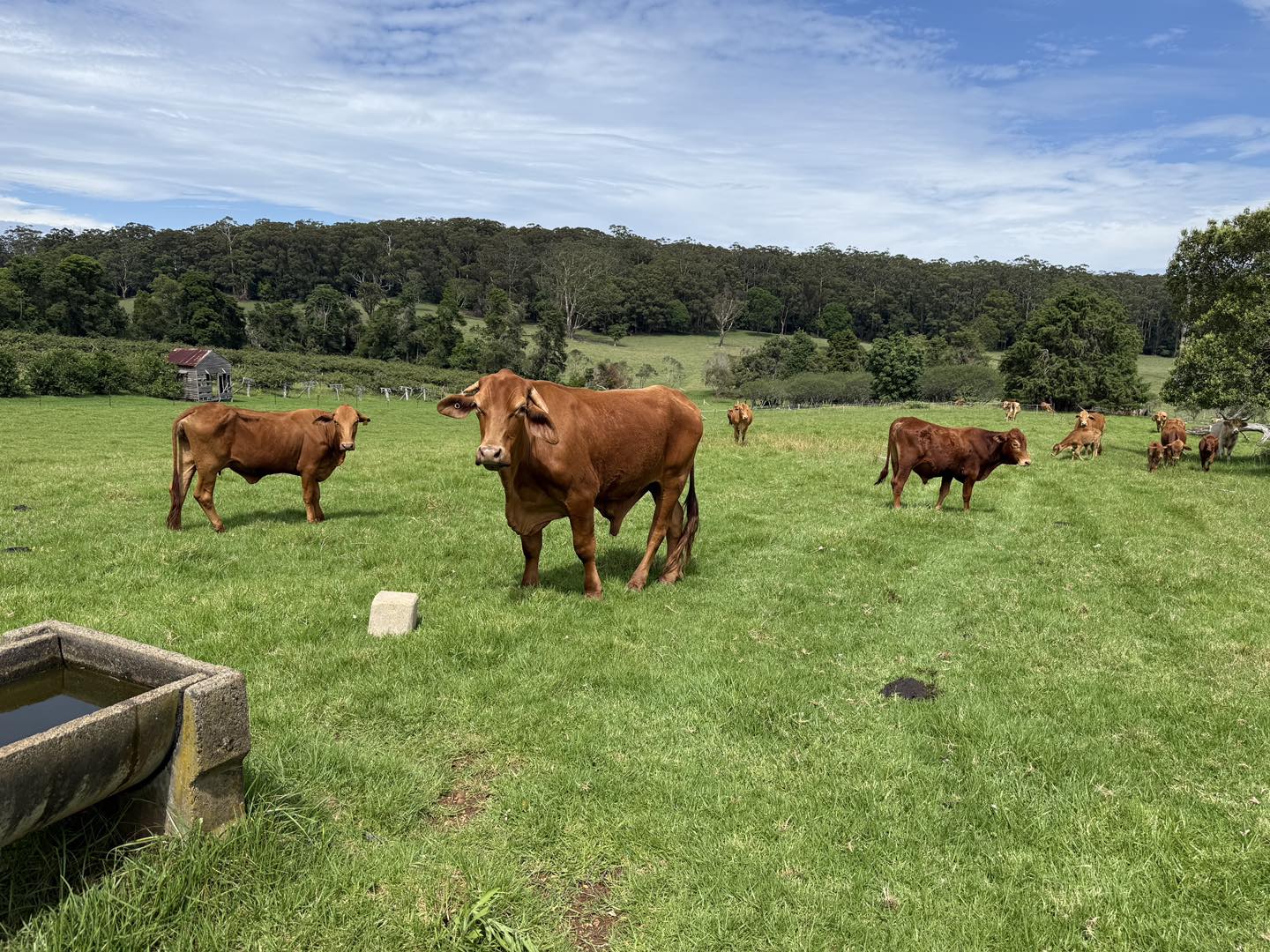 Echo Valley Farm -... - Echo Valley Farm - Springbrook
