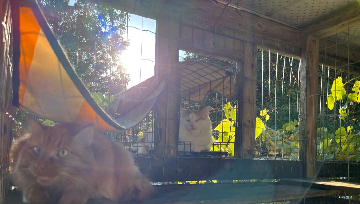 Photo inspiration: Picture Idea: Cats Paradise Spa Cats Paradise Spa Boarding Retreat