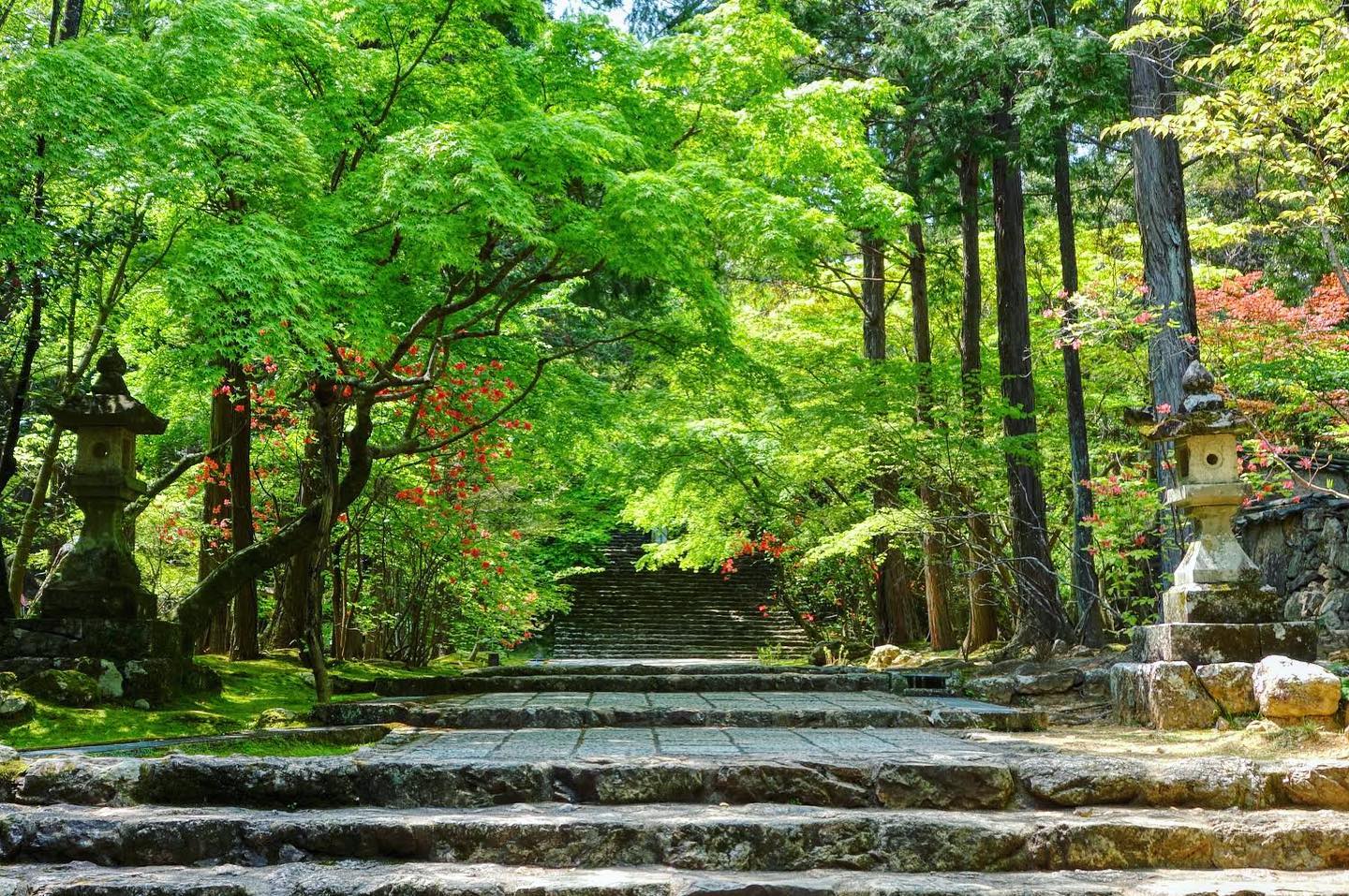 五台山 竹林寺 ｜ Chikurin-ji Temple - 〜GW企画！ お坊さんとめぐる新緑の竹林寺散策ツアー〜 春に芽吹いた新芽が ...