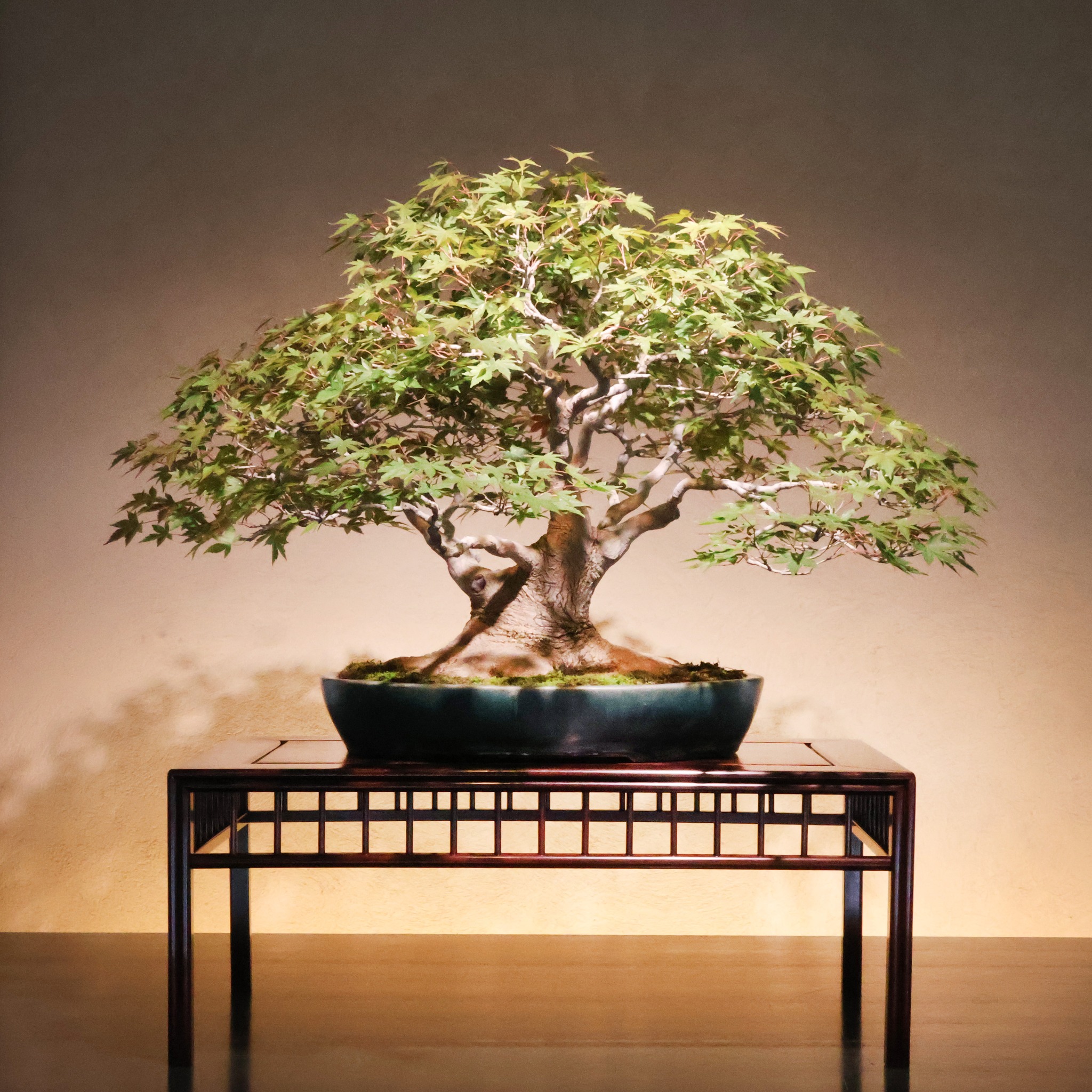 真柏（しんぱく Shimpaku） Japanese Juniper 秋季特別展「シリーズ
