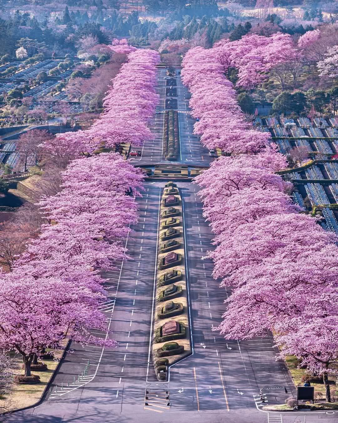 Beautiful cherry blossom in Shizuoka, Japan. Photo by @ui_hii618love.