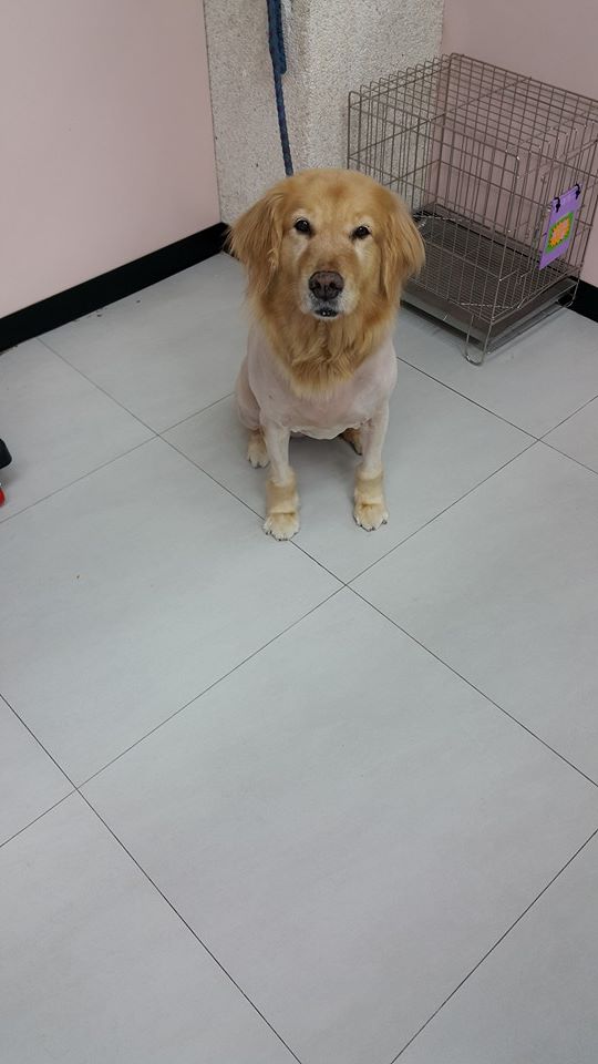 萌樣家族寵物美容 連續二天幫黃金獵犬剃毛 天性溫馴的狗兒很是貼心配合 但身長諾大的牠 偶的手剃的有些無力哈哈 Facebook
