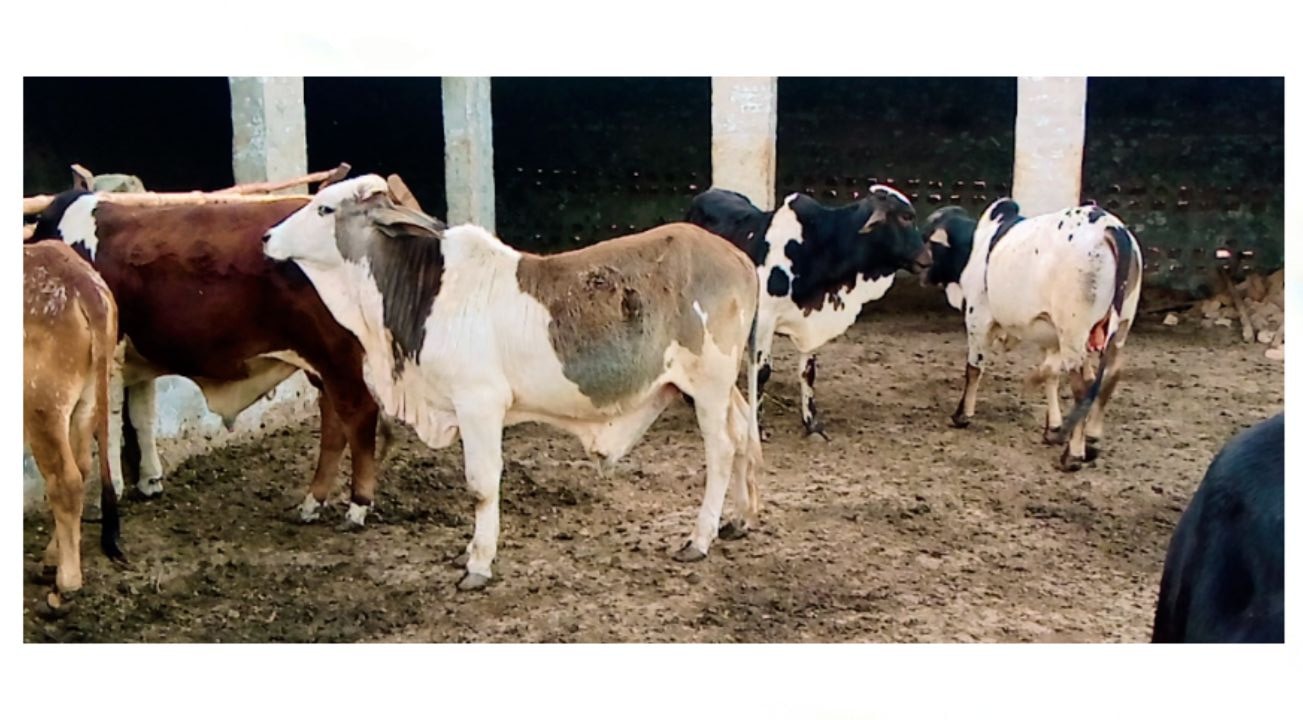 Rohi Cattle Farm