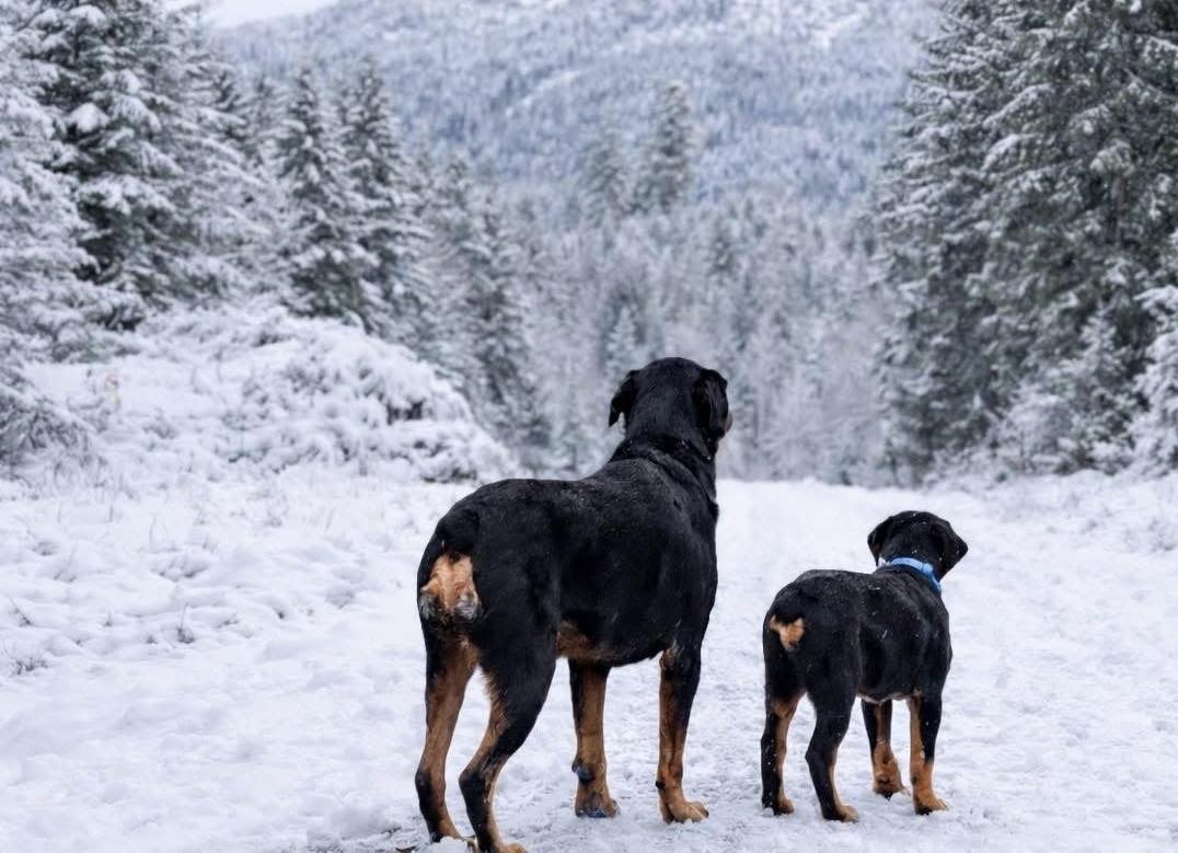 Rustic Mountain Rottweilers