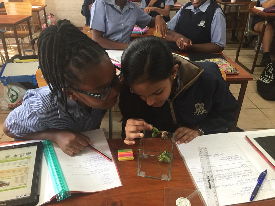 The grade 7 learners are studying some... - Curro Bankenveld