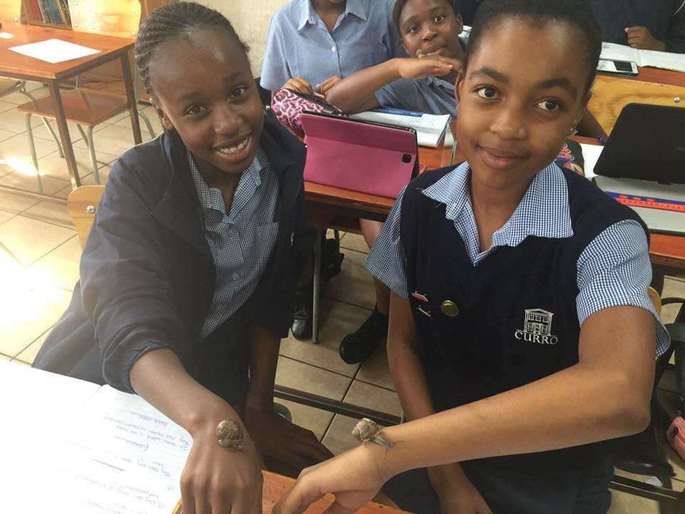 The grade 7 learners are studying some... - Curro Bankenveld