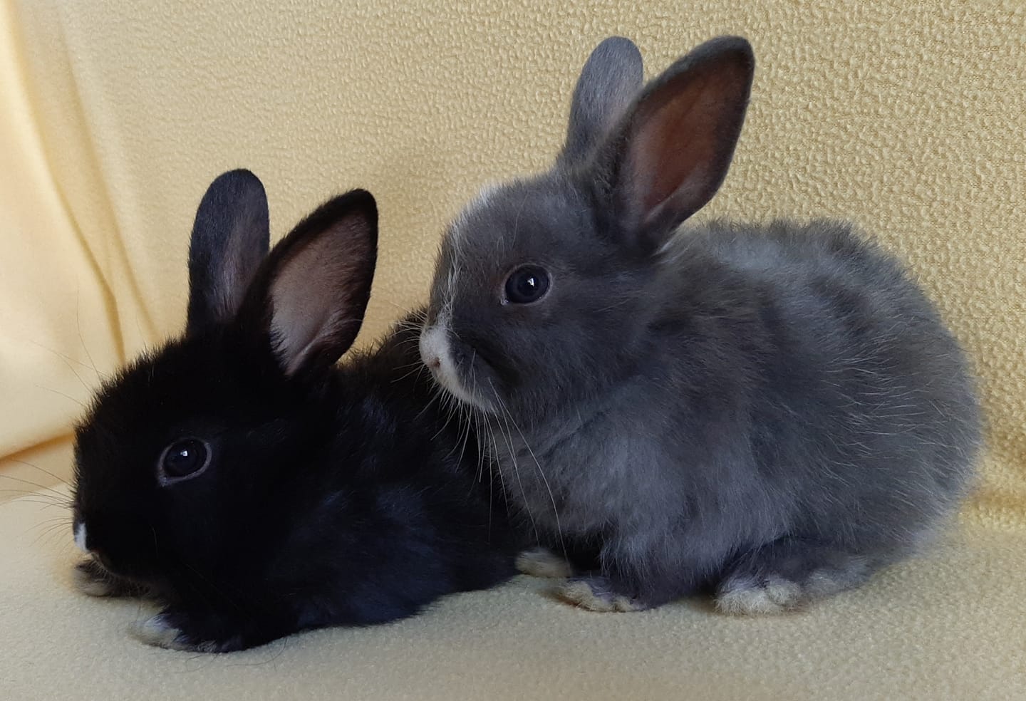 *ADOPTED* Meet Coal and Smokey.... - Noordhoek Bunny Rescue