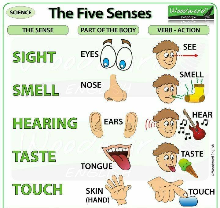 The five senses - Academy of Languages | Facebook
