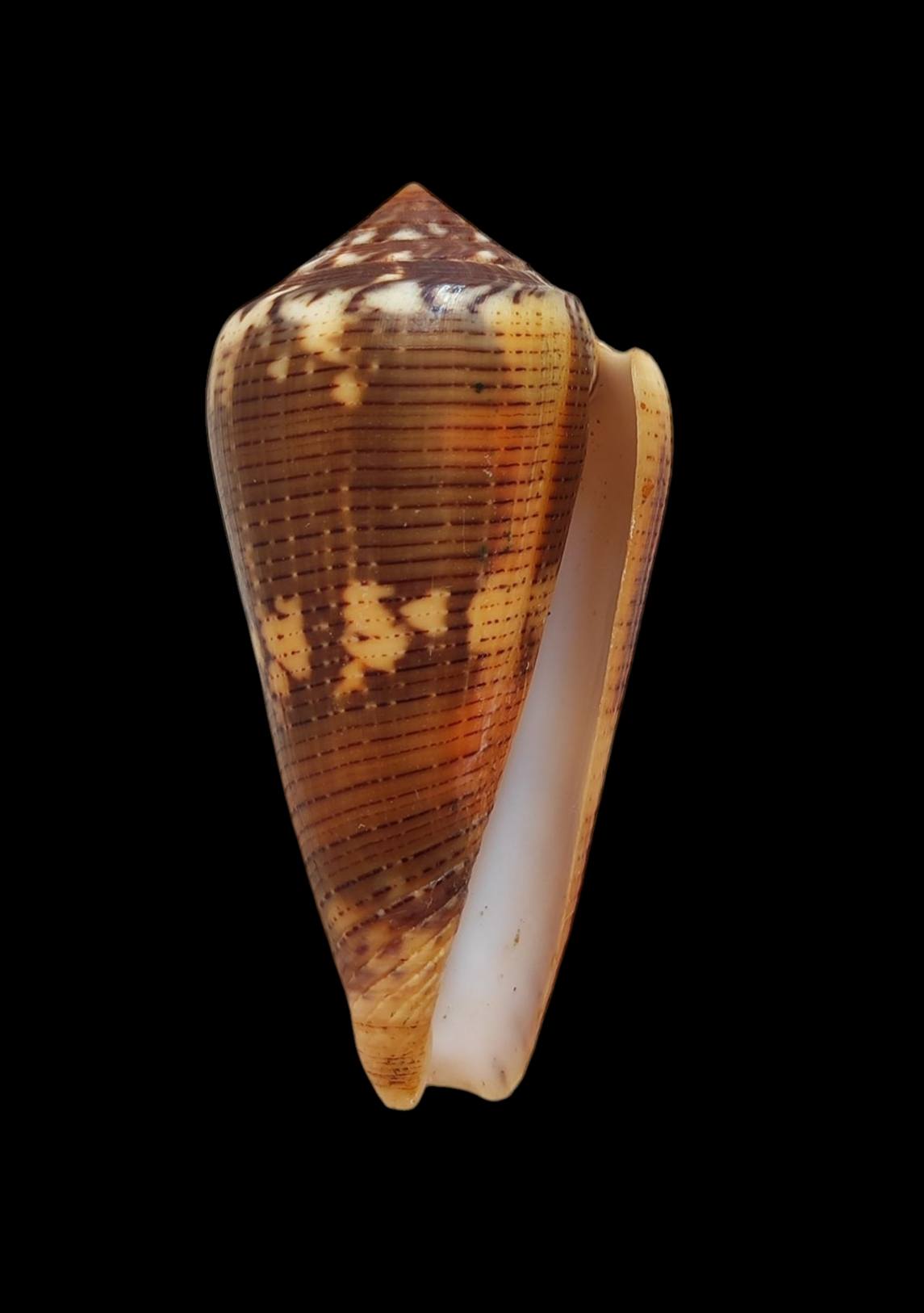 Pionoconus alexisallaryi, mm.55,6 Dived at about 5 mt.depth. Port