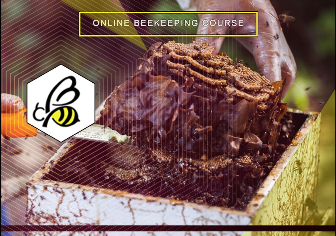 UPLB Bee Program - BEE INFORMED: The UPLB Bee Program announces the ...