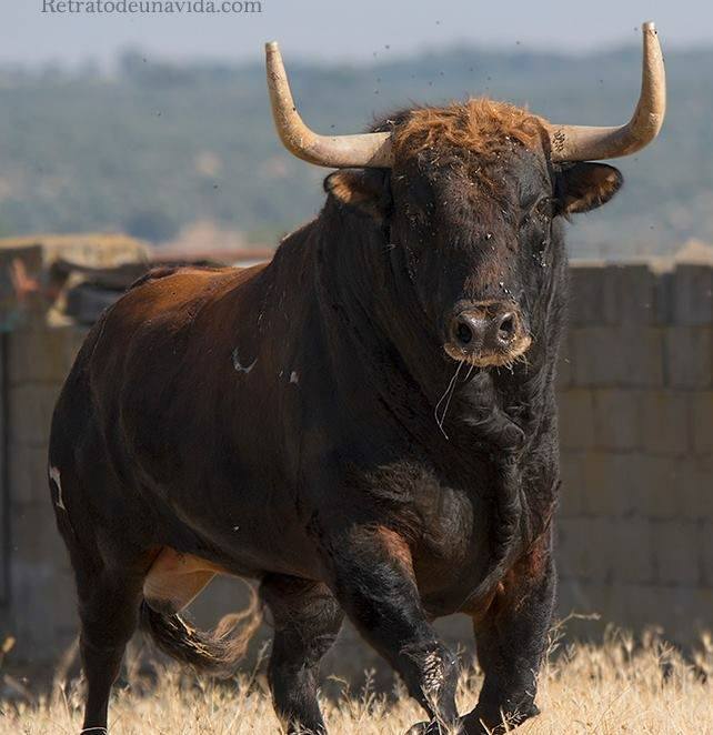 L Ain Stop Corrida Updated Their L Ain Stop Corrida