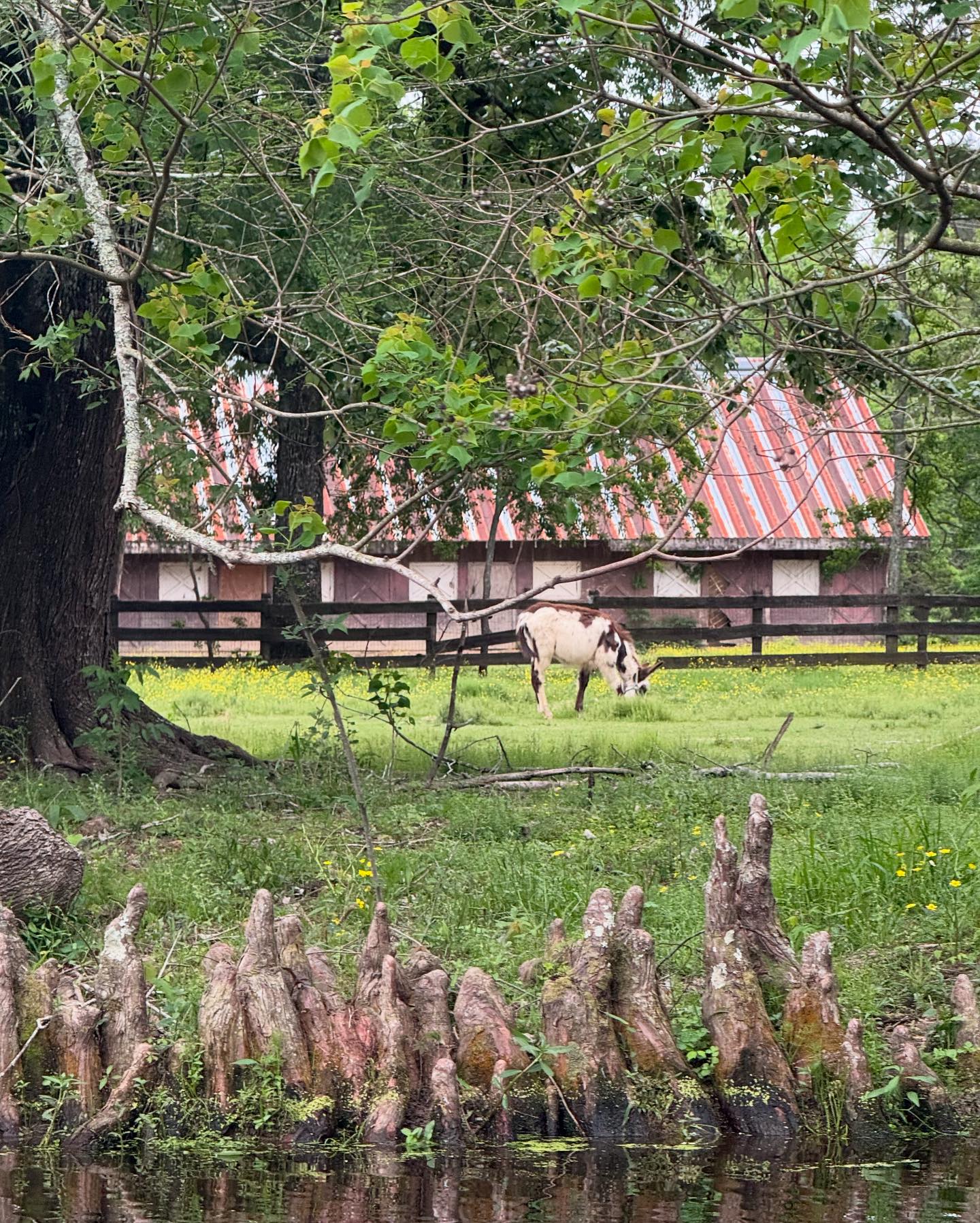 Agape Ranch | Denham Springs LA