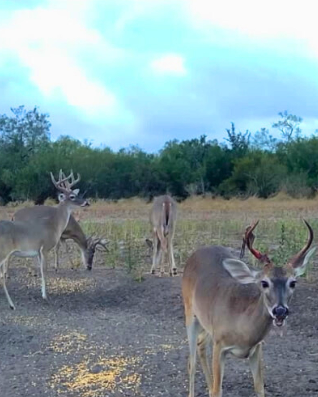 Bluestem Ranch Group added a new... - Bluestem Ranch Group