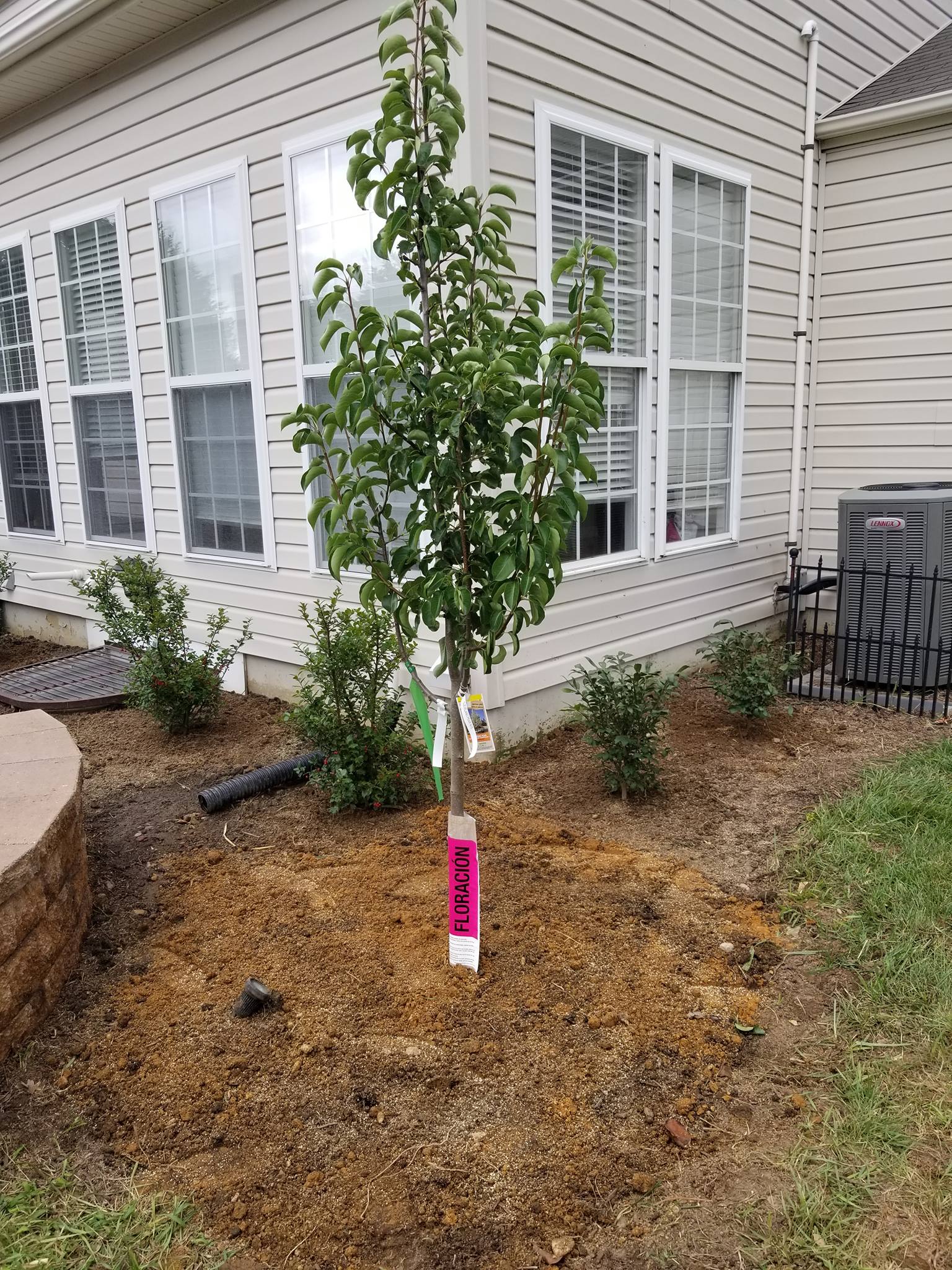 Magic stump grinder and tree service | Newark DE