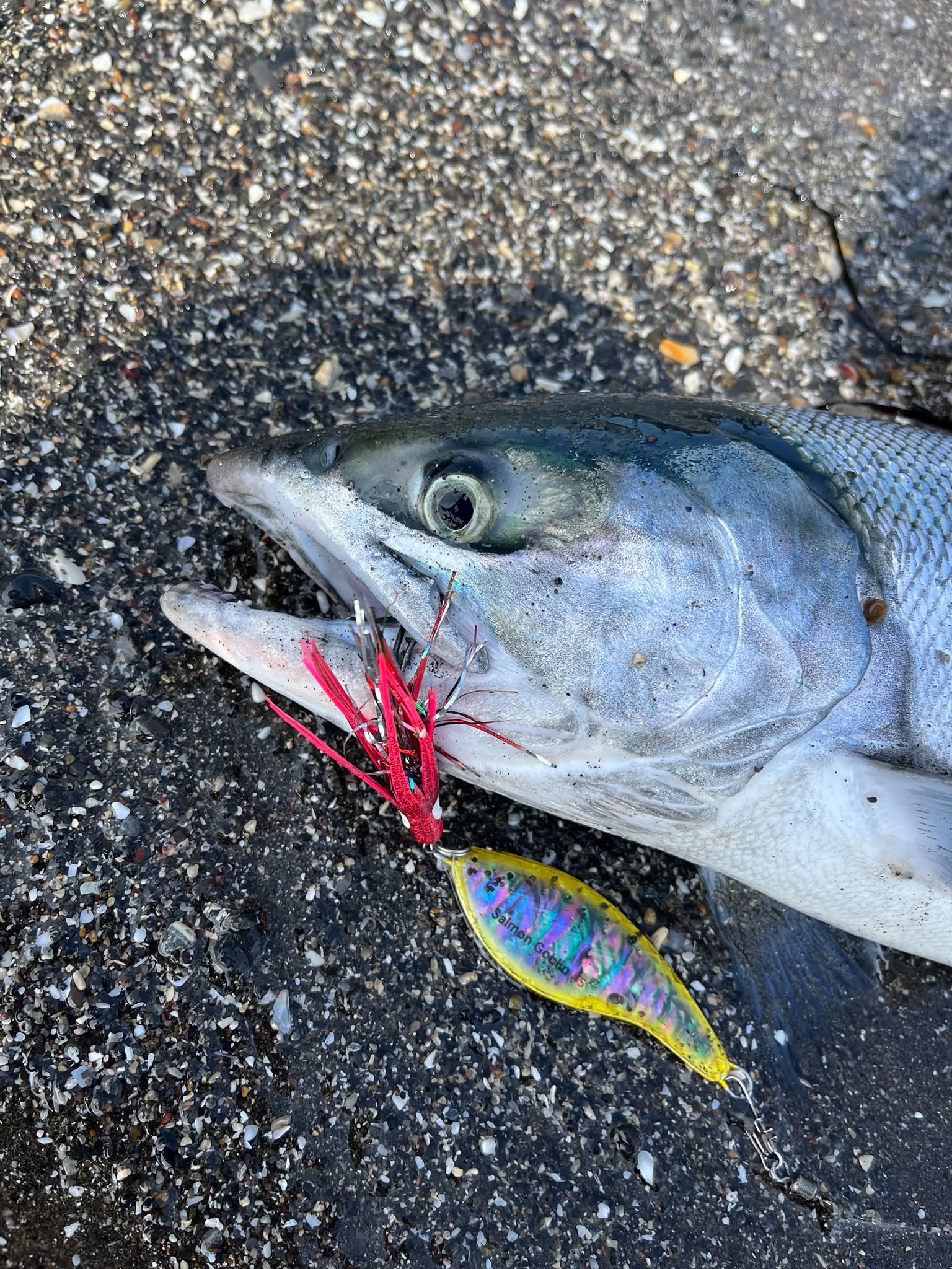 Sea Goblin (@sea.goblin.jp) • Facebook