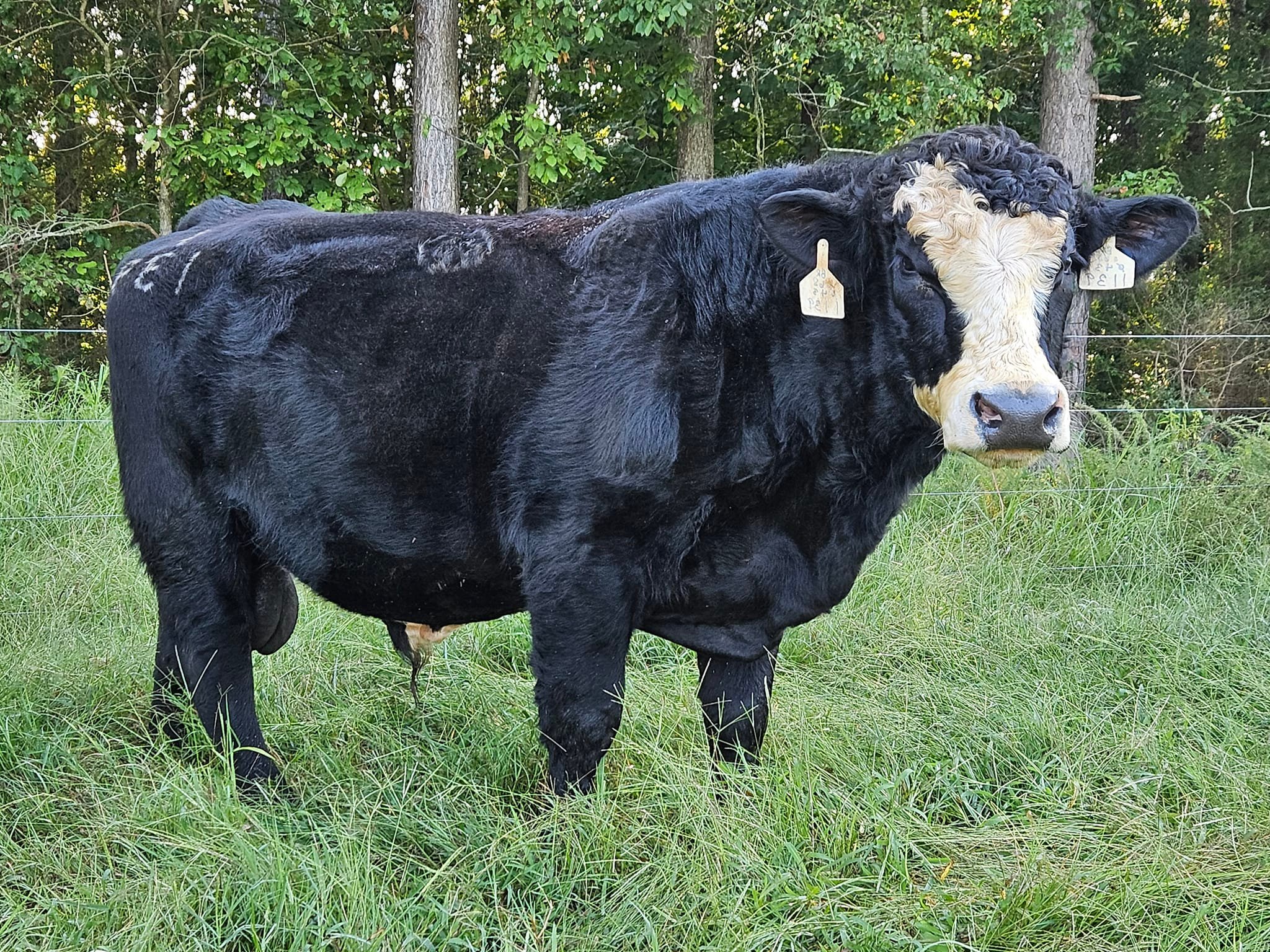 Tugaloo Cattle Company | Fair Play SC