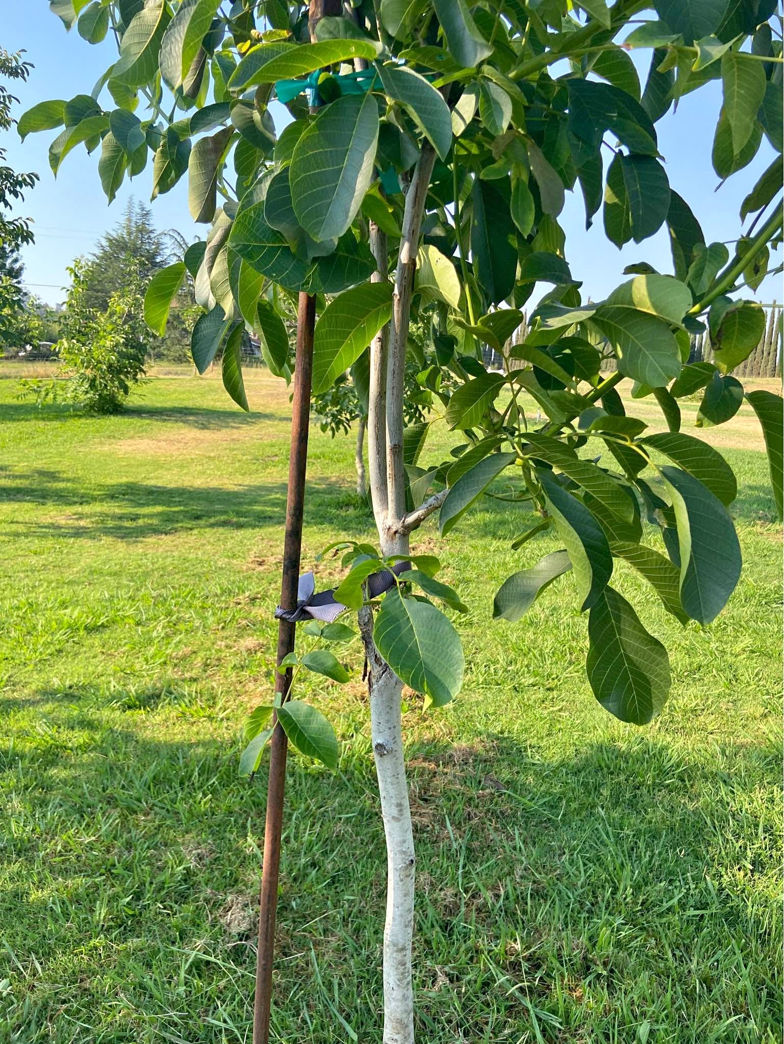 3/4 Inch 10ft long Metal Tree Rods - Windmills & Spinners - Lincoln ...
