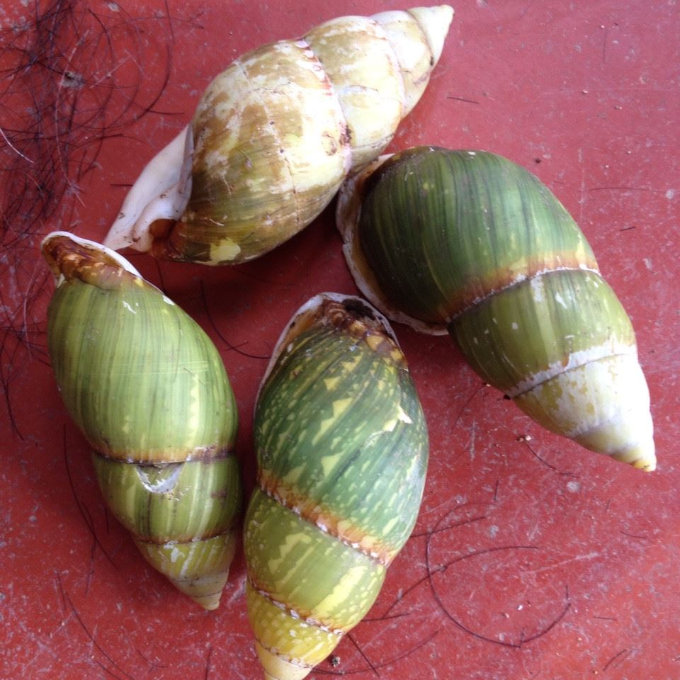 Thu mua ốc đá rừng