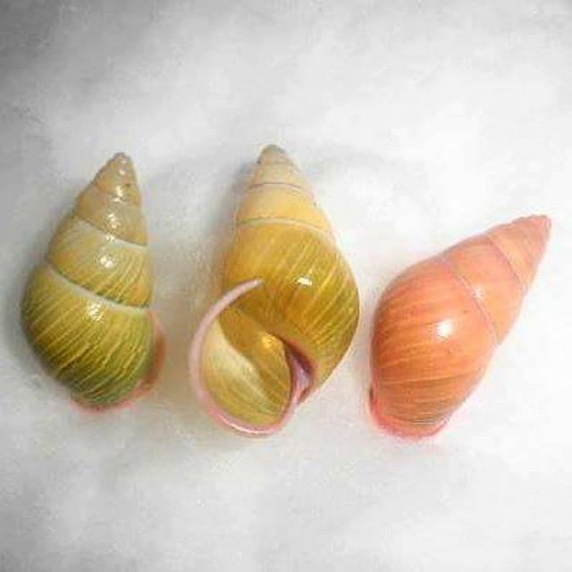 Thu mua ốc đá rừng