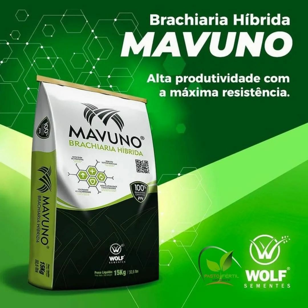 Pasto - A Brachiaria Híbrida Mavuno apresenta uma ótima aceitabilidade ...