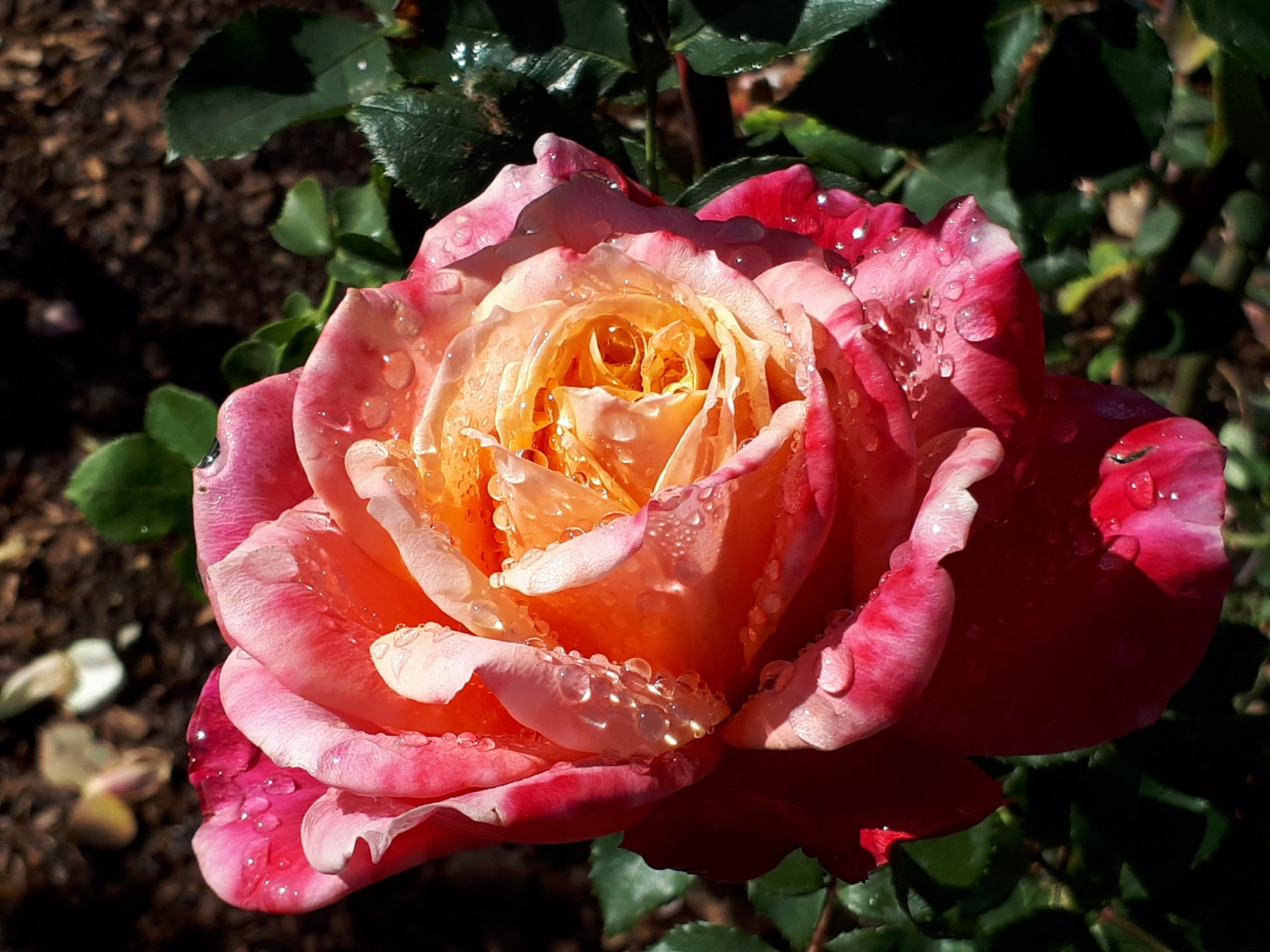 Autumn colour in the Victoria... - Victoria State Rose Garden