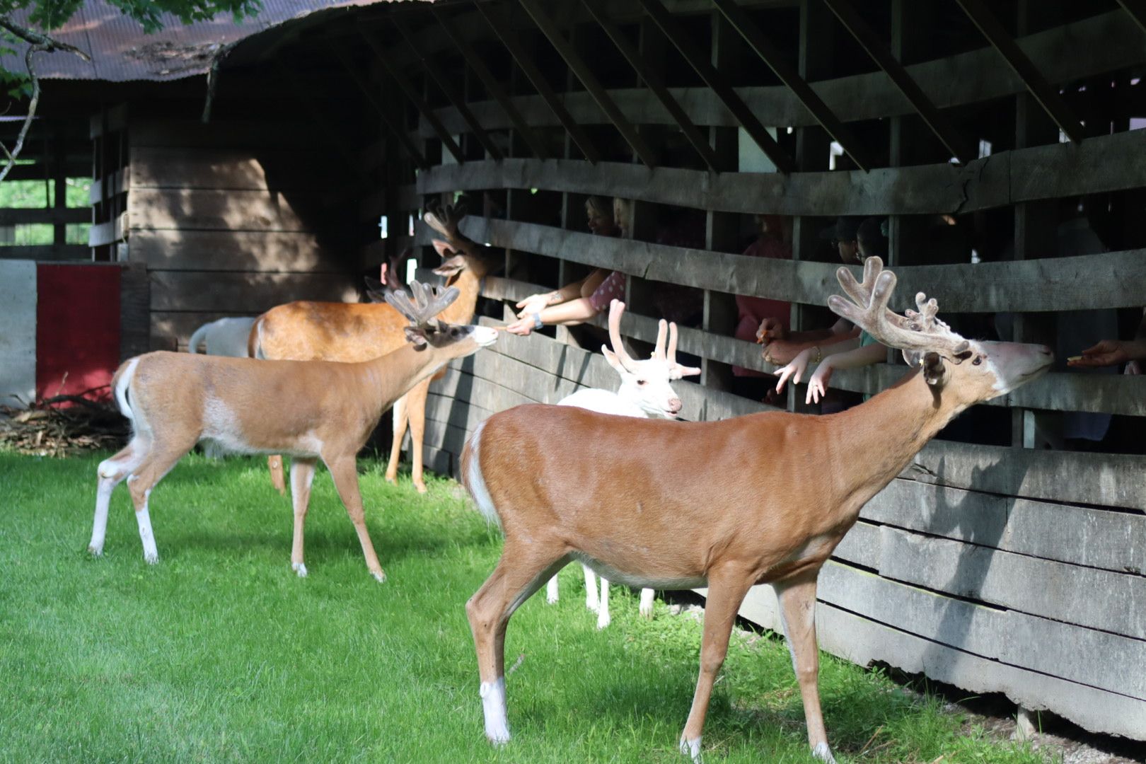 Double Diamond Deer Ranch | Cooksburg PA