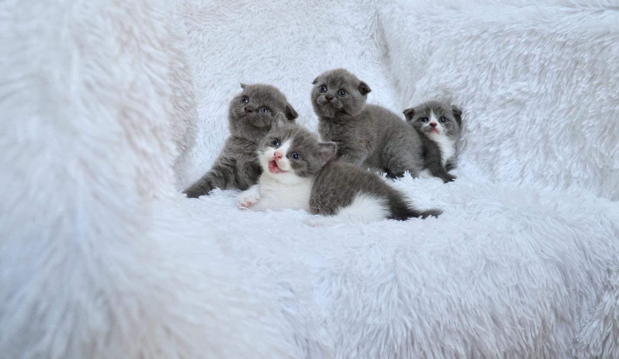 Venus House Cattery - Trại Mèo Sài Gòn, Vũng Tàu | Ho Chi Minh City