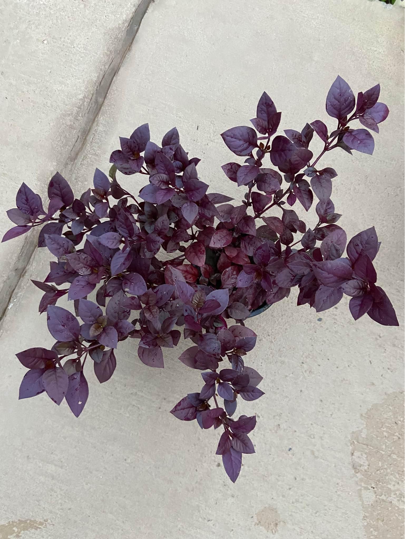 Large size little red ruby at $7 each,pick up Carlton - Plants ...