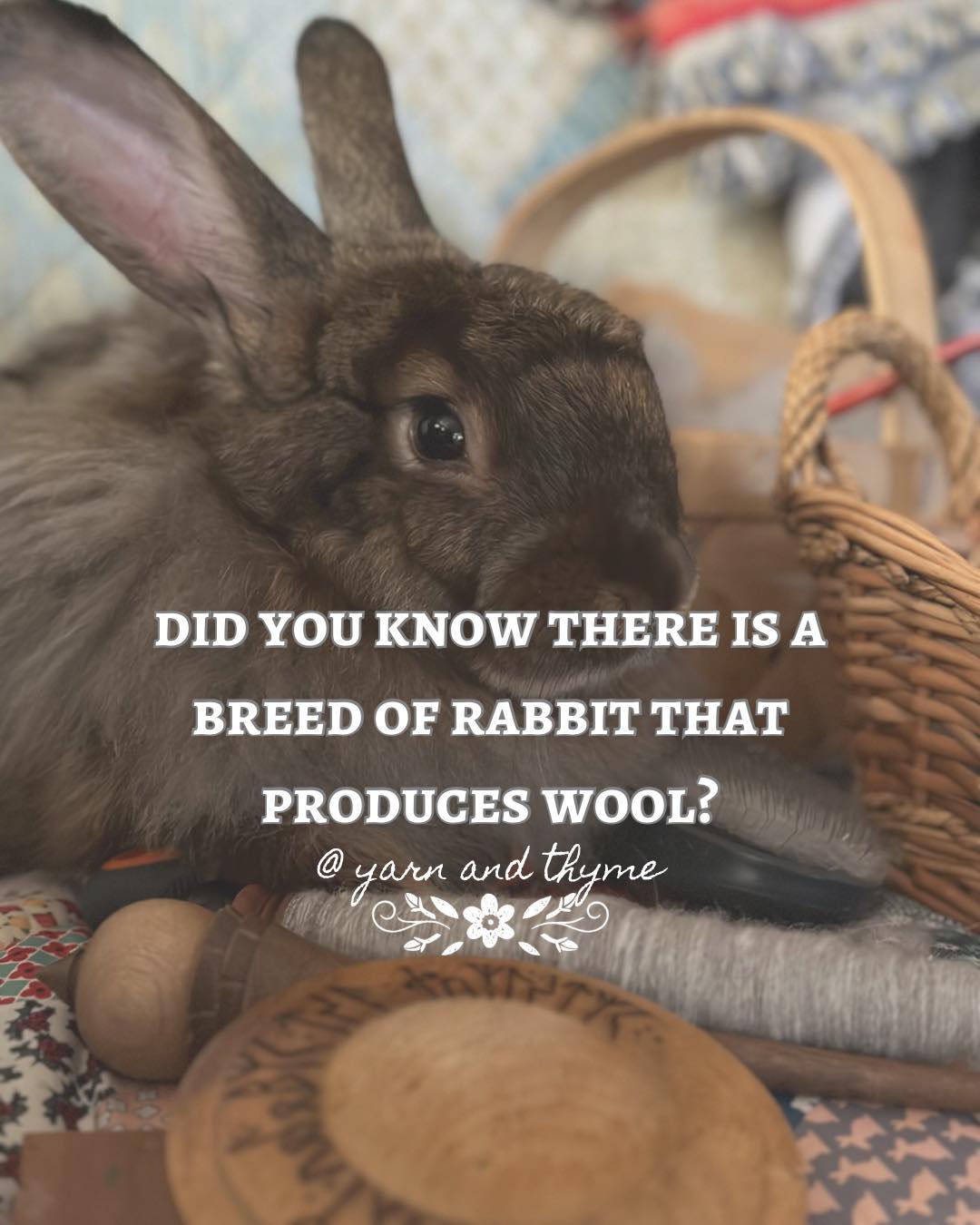 Yarn - Did you know there is a breed of rabbit that produces wool? 🐰 ...