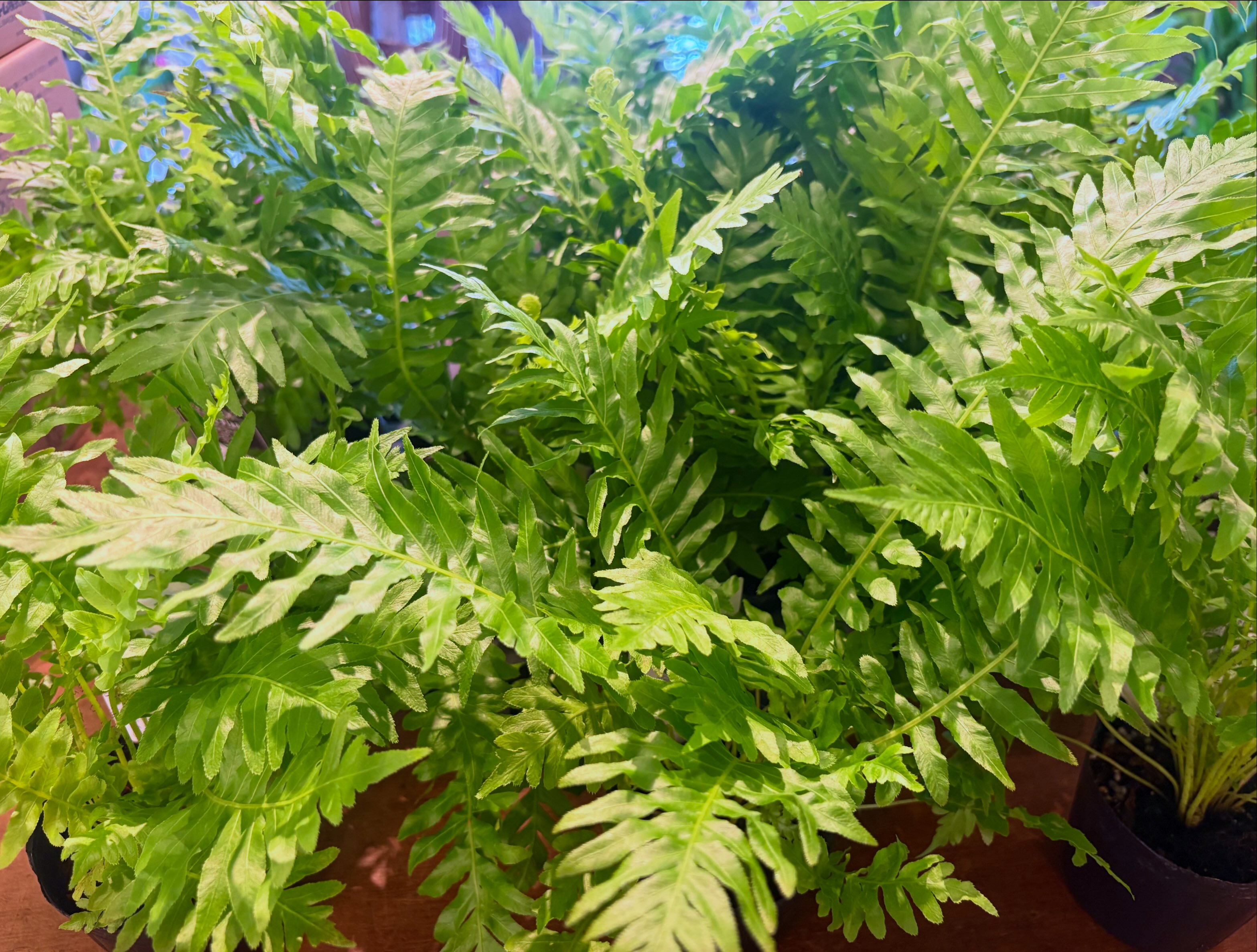 アグラオモルファ・コロナンスジムが 再入荷しました🌿 苔玉に仕立てて