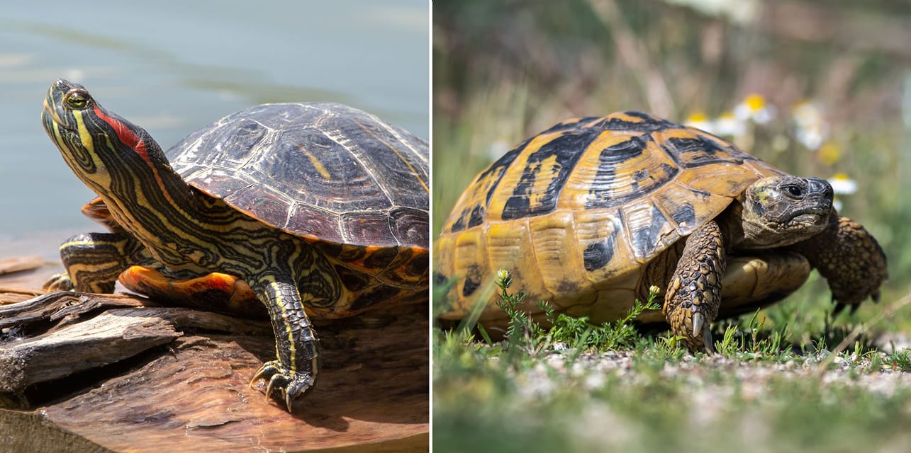 turtle 🐢 and tortoise 🐢 Malta🇲🇹 | Is the conditon of the shell looks ...