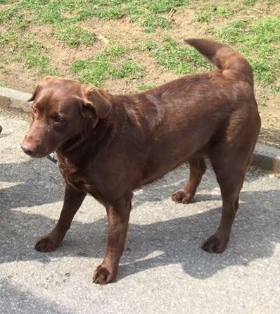 VermissteHunde.com - Bea (Labrador) ist entlaufen - hilf uns bei der ...