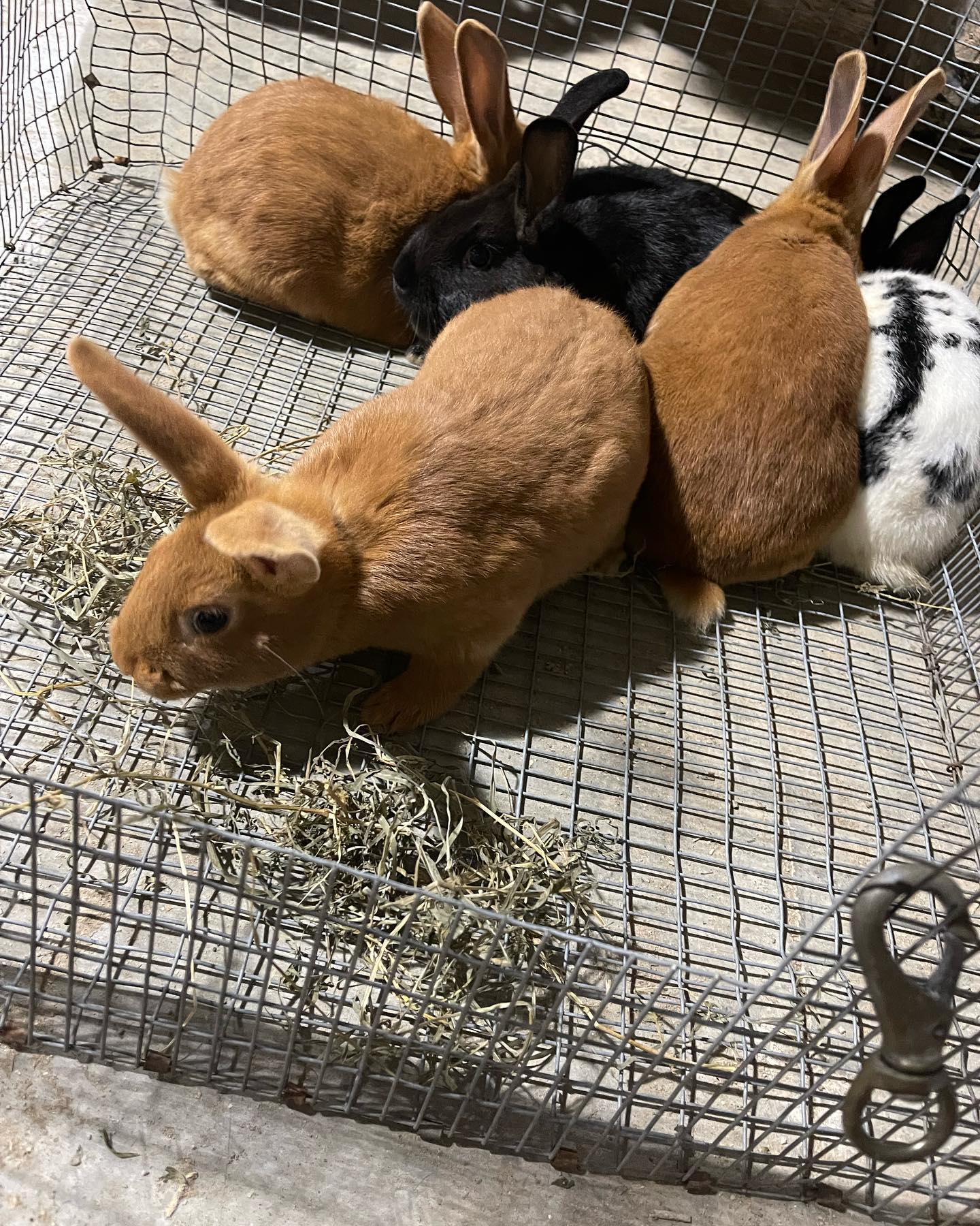 🐰🐰🐰New members have hopped there way... - Misfit Acres Ranch