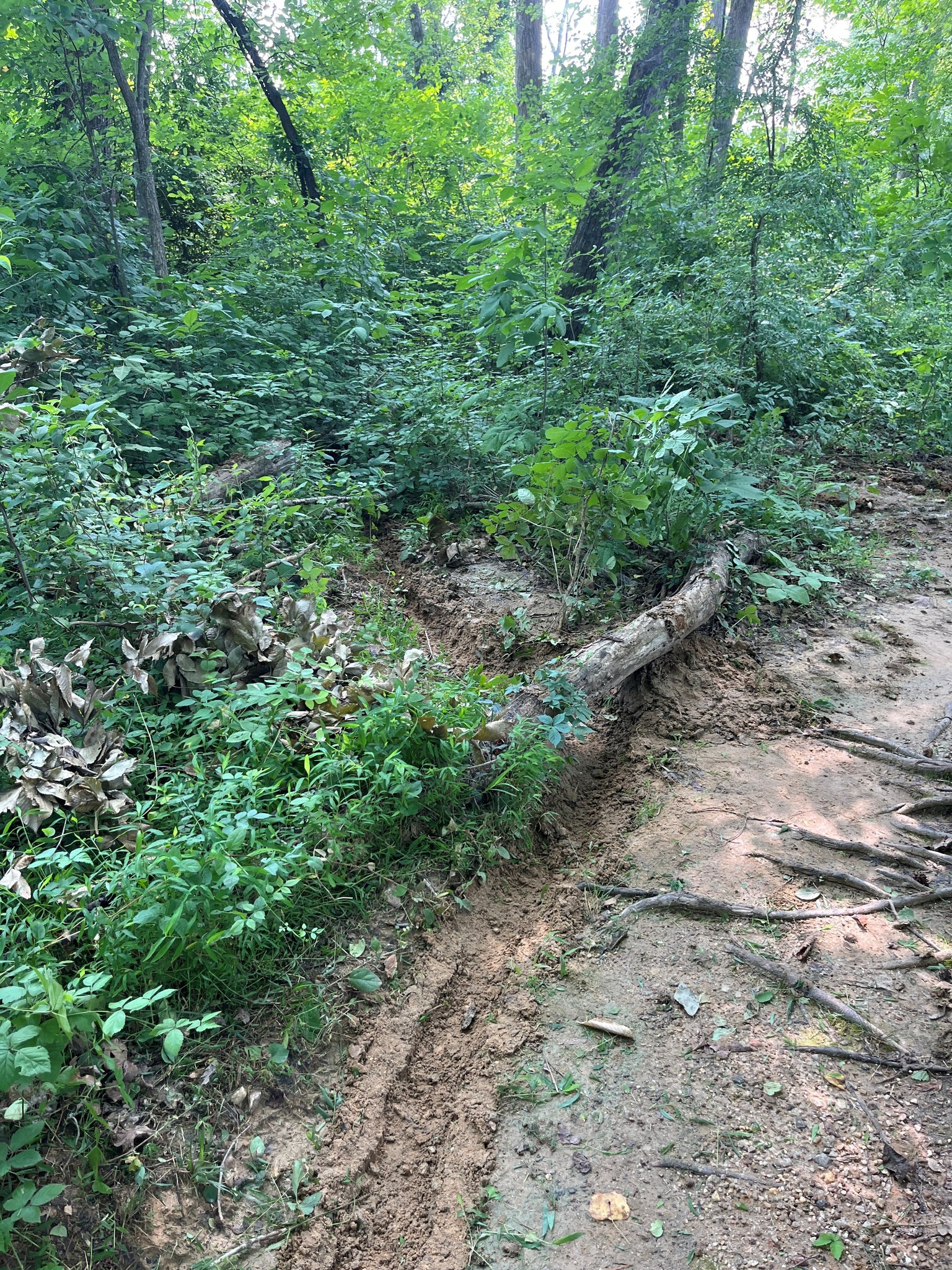 Oak Ridge Mountains-to-Sea Trail Committee | Oak Ridge NC