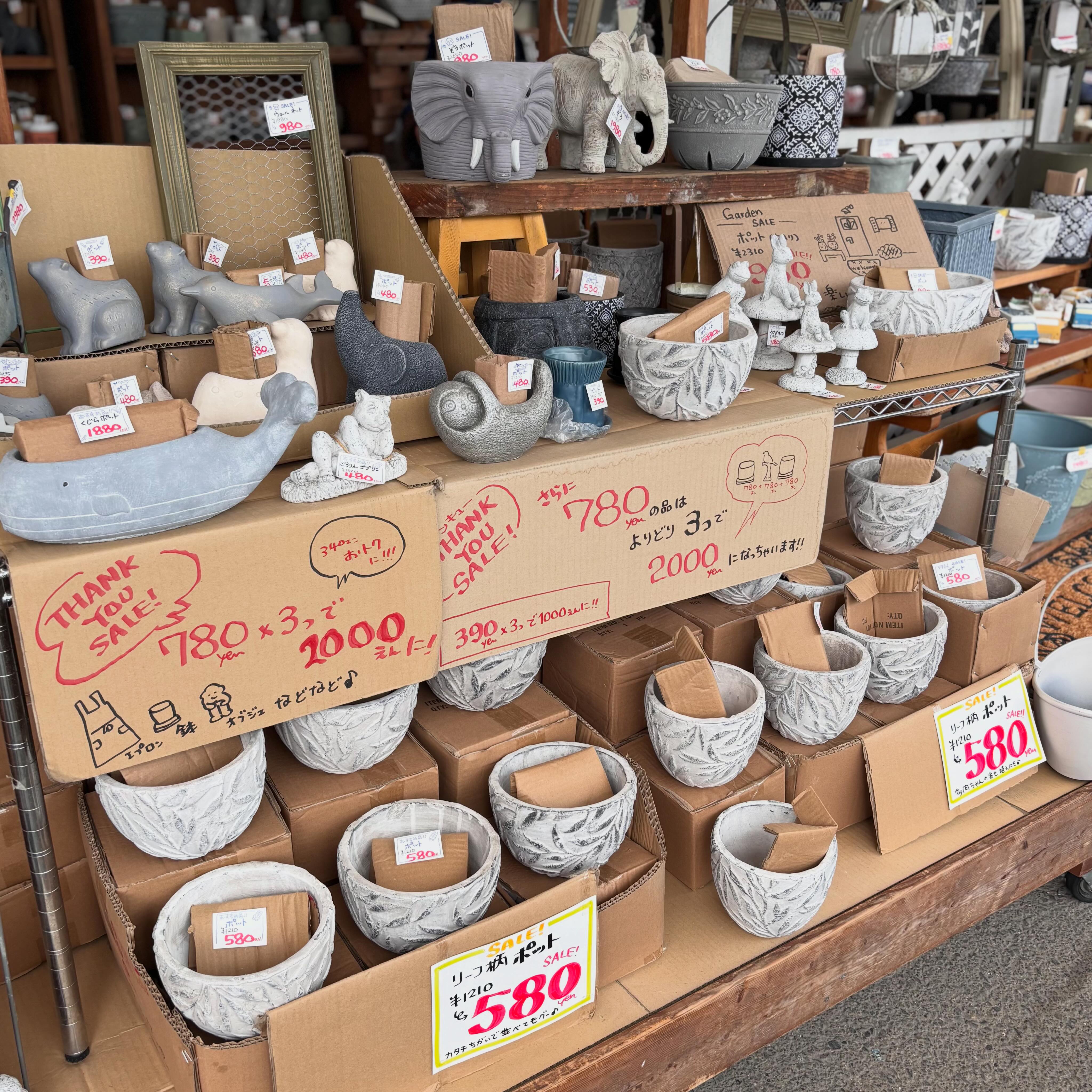 2026.6/20(土) 色んな鉢が大特価SALEで〜す⭐️ 明日は多肉祭という