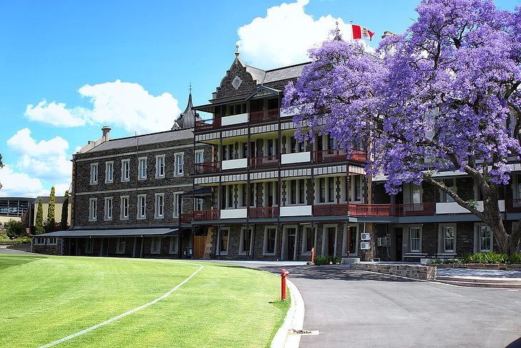 The PAC Jacaranda tree is in full... - Prince Alfred College | Facebook