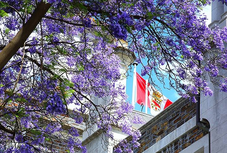 The PAC Jacaranda tree is in full... - Prince Alfred College | Facebook