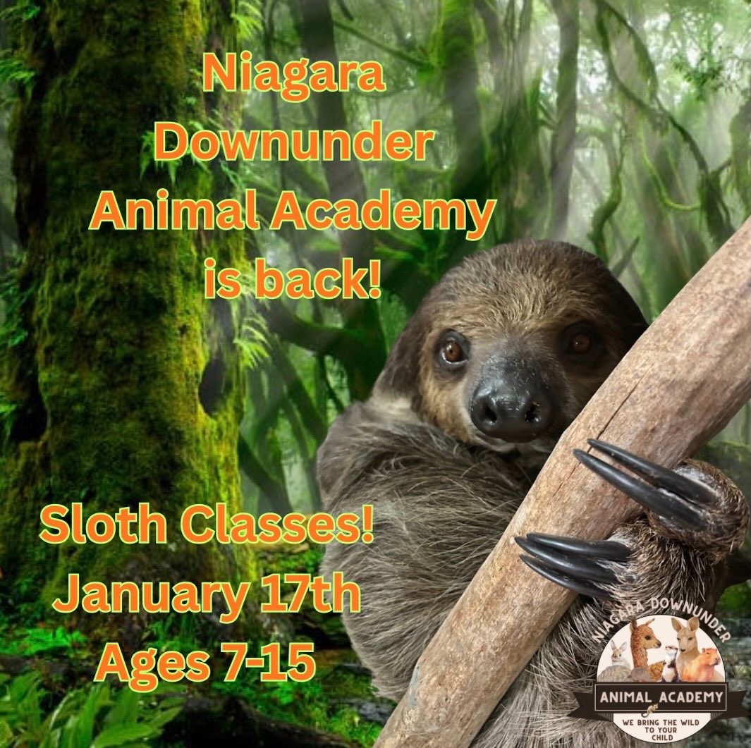 🦥 Special Animal Academy: SLOTH... - Niagara Downunder | Facebook