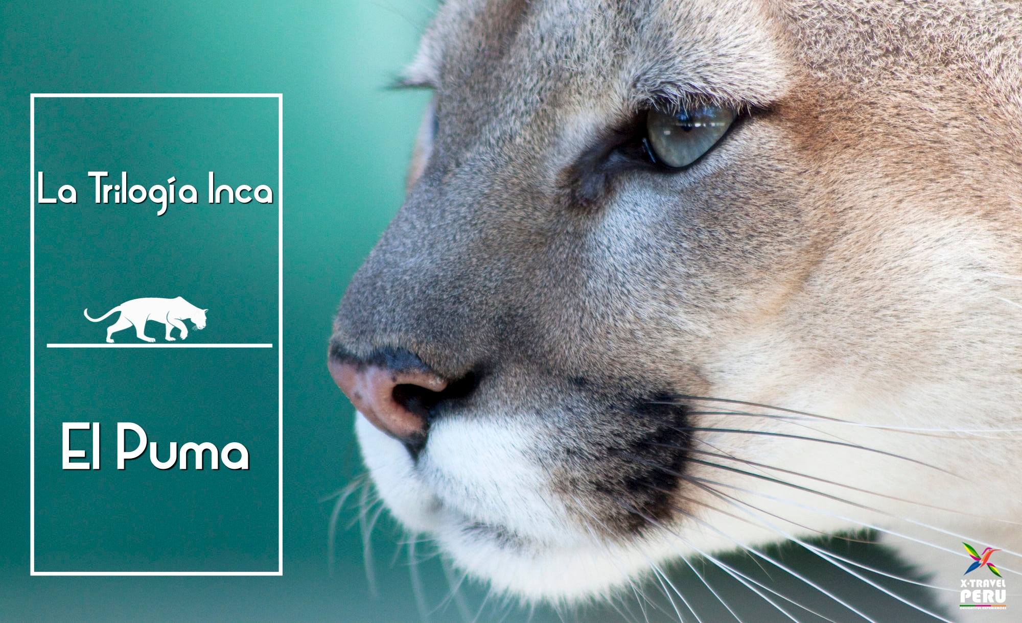 X Travel Perú - ️La Trilogía Inca ️ 👉El Puma para los... | Facebook