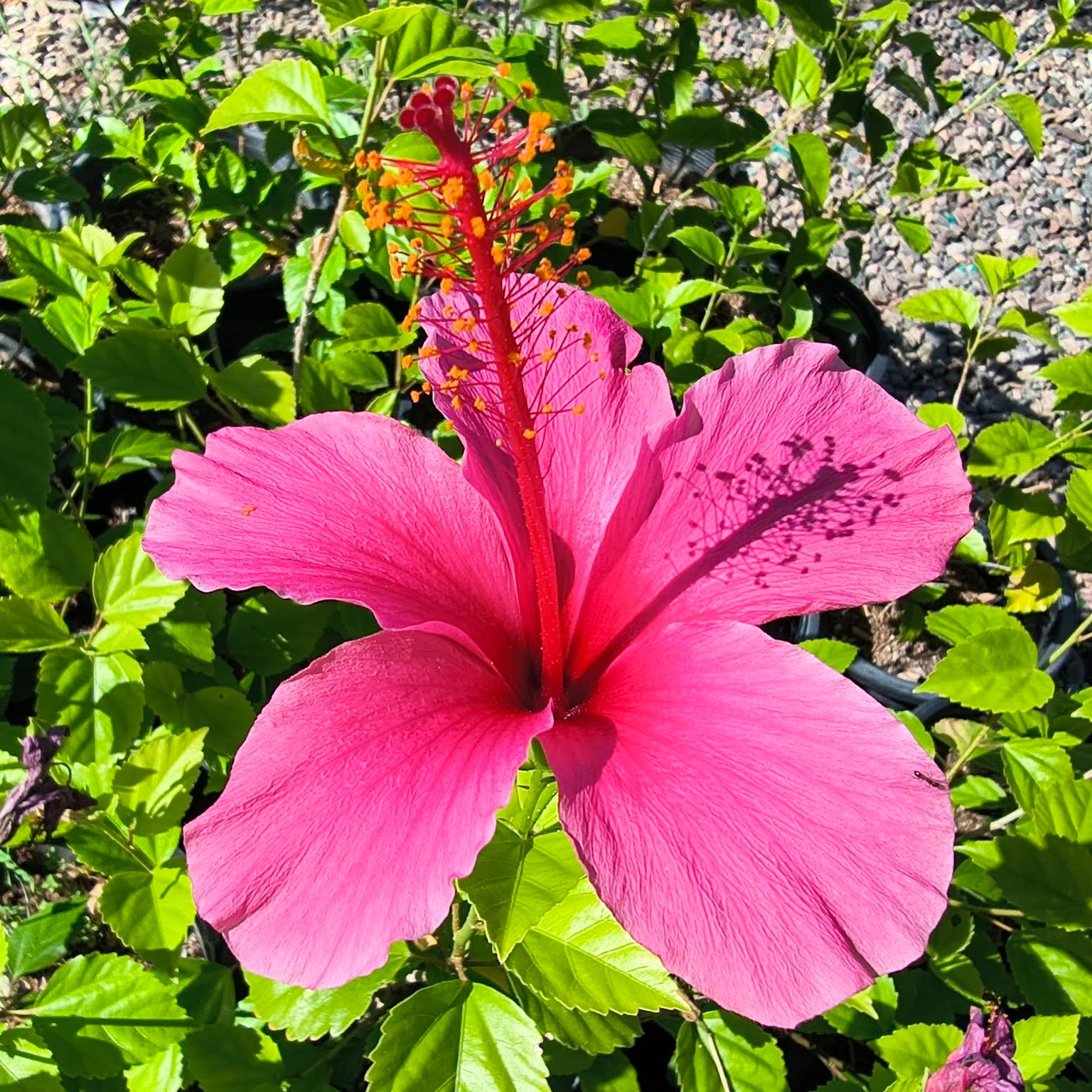 New AZ Grown Plants Available Now! Num Num (Natal Plum): #5 Big