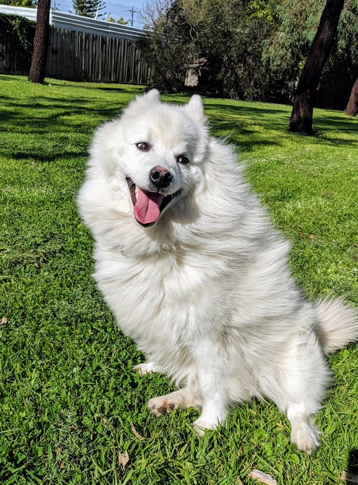 Japanese Spitz Club