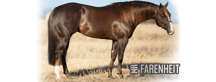Williams Performance Horses... - Williams Performance Horses