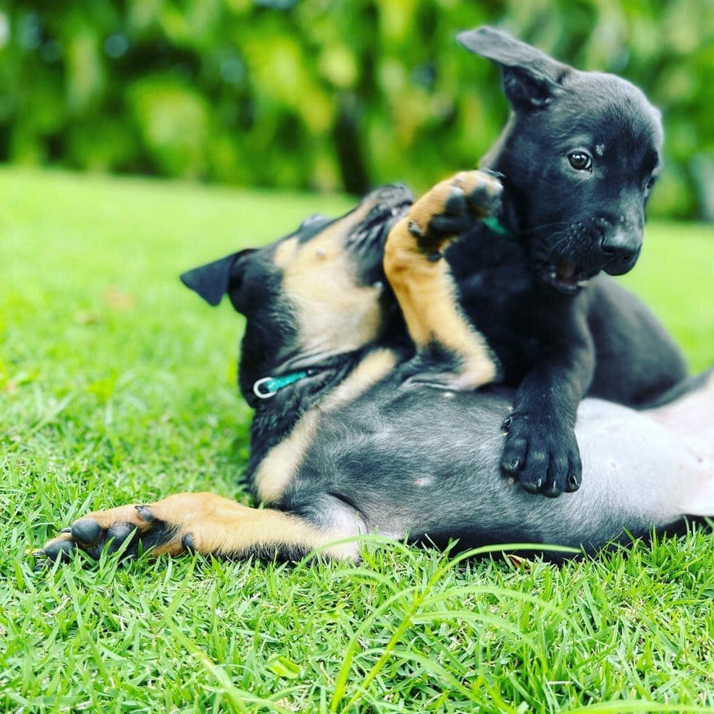 Cayman Islands Humane Society Thrift Shop - We’re beyond delighted to ...