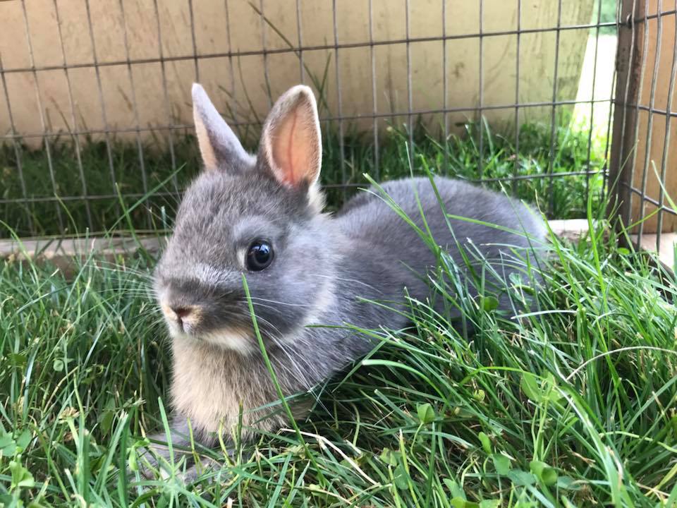 Clover Fields Rabbitry | Rockford MI