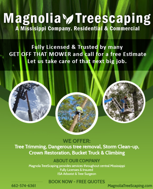 Magnolia Treescaping | Brandon MS
