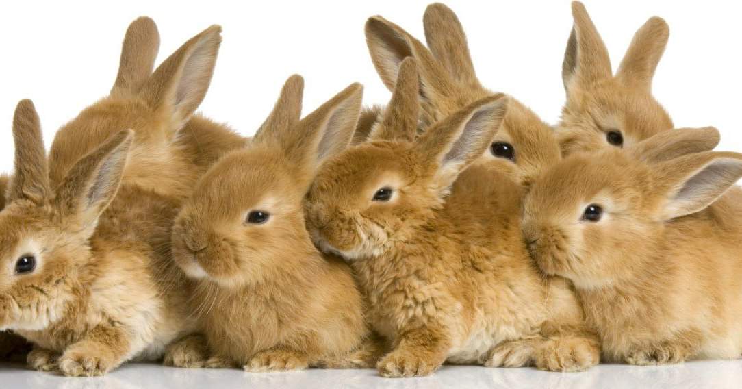 SUDHA Rabbit Farm Trivandrum - Home