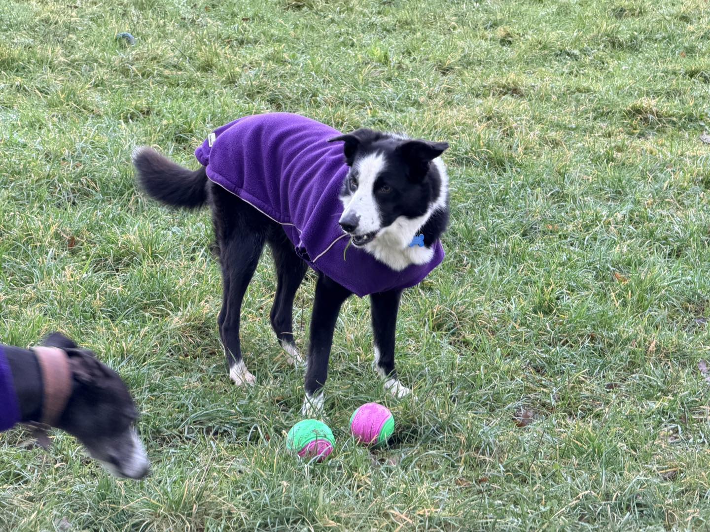 Ruff Ruff Walks - Ruff Ruff Walks added a new photo.